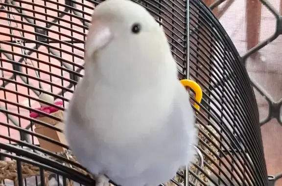Lost pets Sydney, photo: Lost bird, Circinus Street, 16, Liverpool City Council, Liverpool - female lovebird