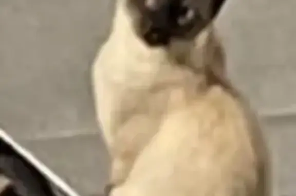 Encontrado gato fêmea, Rua Dol...