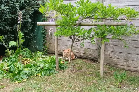 Animaux perdus et trouvés Pornichet, photo: Chat trouvé mâle, Allée des Hêtres, 10, Pornichet - roux et très craintif