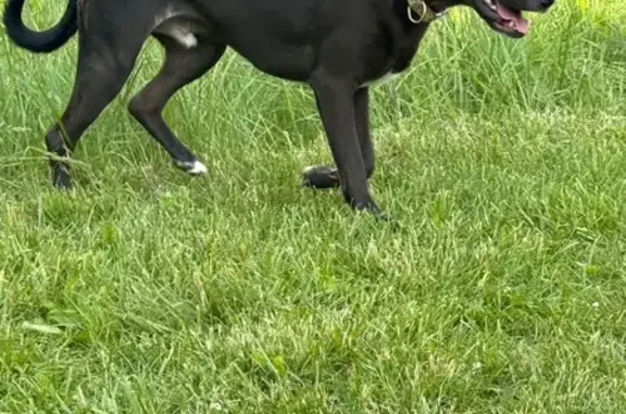 Lost dog, Bunker Hill Drive, 1325, Sun Prairie - male, black/brown fur, white belly and chin - photo