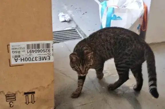 Found cat Hougang, photo: Found cat, Singapore 642216, Hougang - friendly, timid