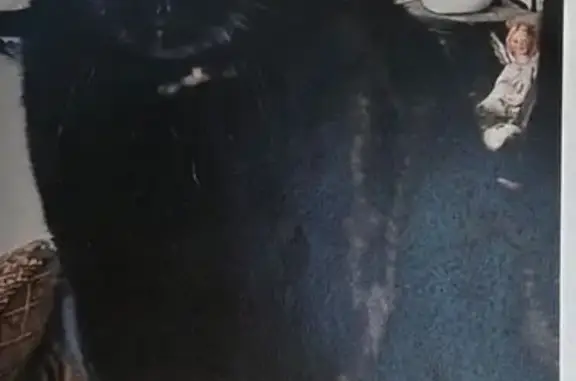 Lost cat, Centaurian Drive, 333, Berlin Township, Berlin - male, all black, brown and Amber collar - photo