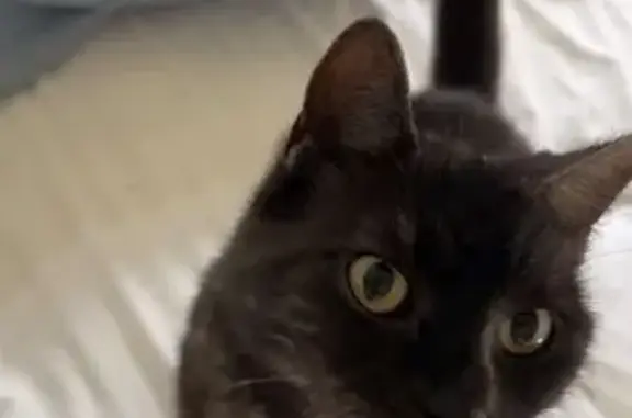 Lost cat, Childers Road, 3576, Bundaberg, Brisbane - male, yellowish orange eyes - photo