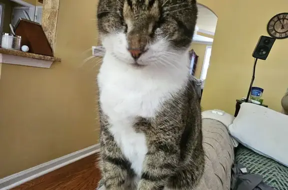 Lost cat, Island View Court, 1018, Buford - blind brown tabby male - photo