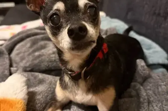 Lost pets Corpus Christi, photo: Lost dog, Rodd Field Road, 3310, Corpus Christi - male, 13 years old