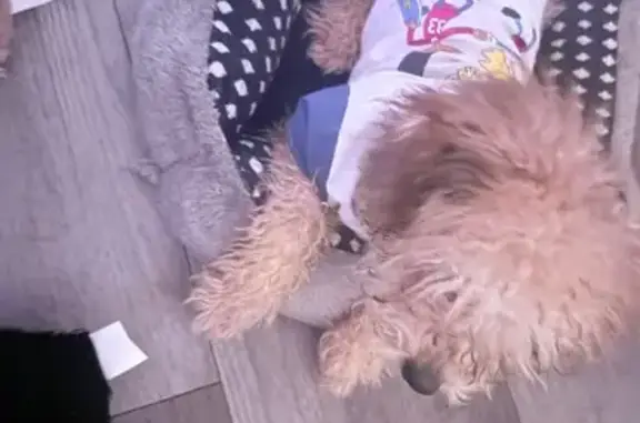 Lost dog, George Urban Boulevard, 2040, Depew - male poodle mix, 9 months old - photo