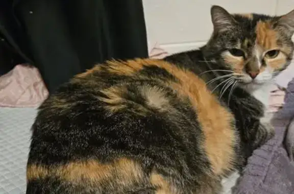 Lost cat, South 350 East, 605, Brigham City - female, square head, greasy coat - photo
