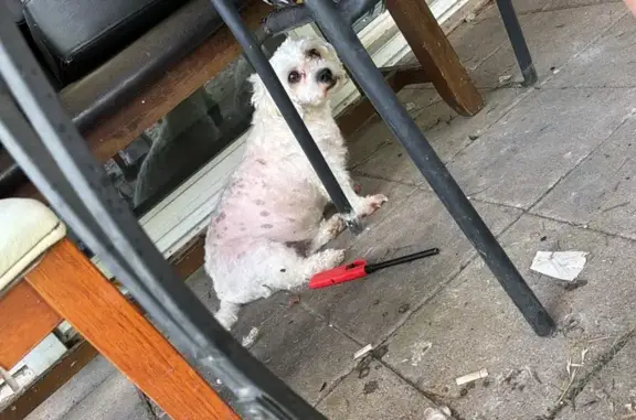 Lost pets Arlington, photo: Lost dog, Ida Street, 1845, Arlington - female, white with brown spots
