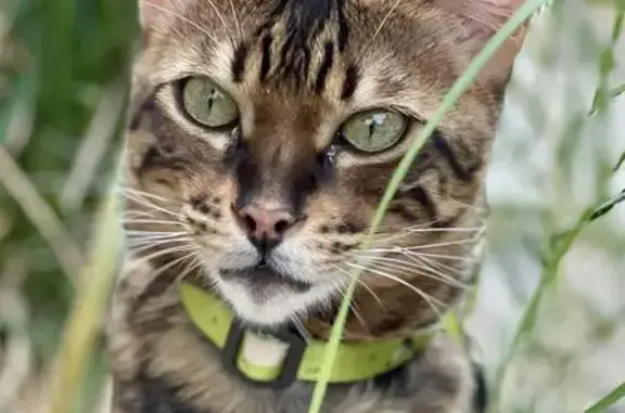 Lost cat, South Somerville Street, Morgan - brown with black markings, friendly F3 Savannah - photo
