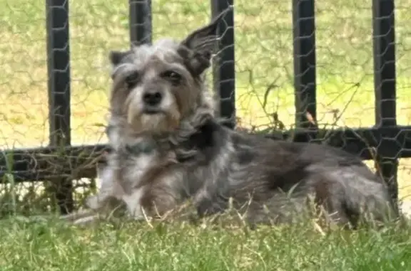 Missing dog Shreveport, photo: Lost dog, Lakeside Drive, 3912, Shreveport - female, dark gray coat with white chest