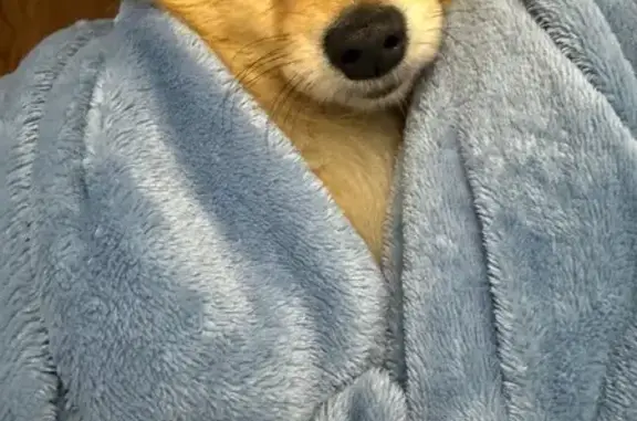 Lost dog, Kelly Road, 22146, Eastpointe — female, light brown, Ohana collar - photo