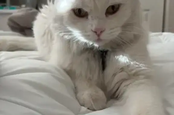 Lost pets Horizon City, photo: Lost cat male, Coldham Street, Horizon City, Texas - all white Persian mix with black collar