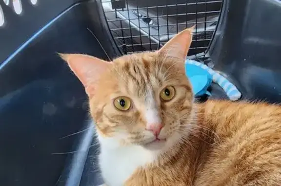 Lost cat, Wilson Avenue, 14, Warwick - shy indoor cat - photo