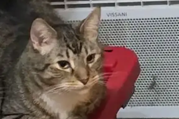 Lost cat, 2nd Avenue South, 2001, Minneapolis - male brown tabby with 4 white paws - photo