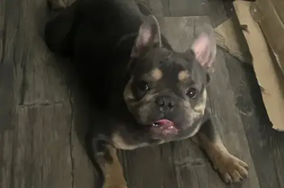 Lost pets San Antonio, photo: Lost dog, Sandmeyer Street, San Antonio — skin condition on his back and butt area