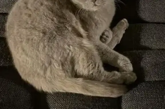 Chat perdu mâle, Rue Notre Dame, 23, Étretat - british shorthair, yeux jaunes - photo