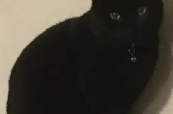 Lost and found pets United Kingdom, photo: Lost cat, London Borough of Camden, London, UK - male