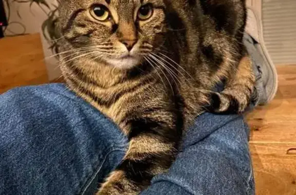 Animaux perdus et trouvés Champigny-sur-Marne, photo: Chat perdu femelle, Impasse de la Chapelle, Saint-Maur-des-Fossés, Champigny-sur-Marne — pelage brun et noir, menton blanc