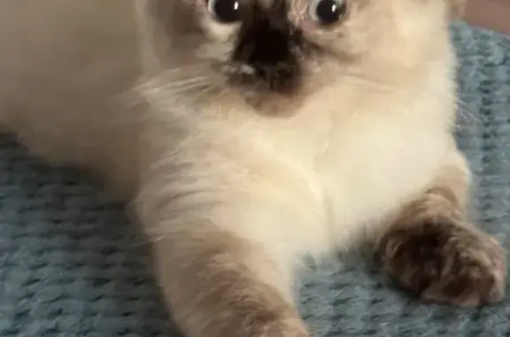 Lost cat, Avenue P, 1610, Manhattan — female, Siamese mix, white body with dark paws, face, tail, and ears - photo