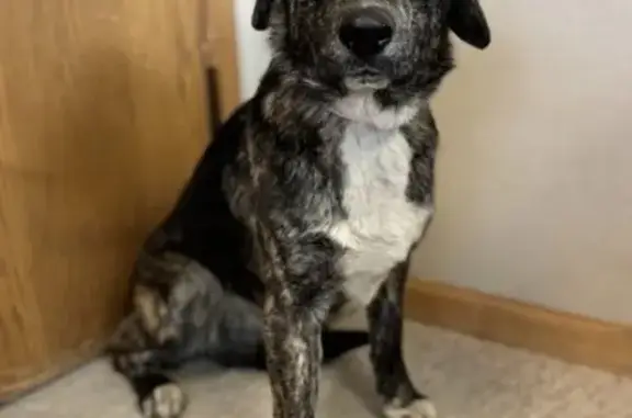 Missing dog Fargo, photo: Lost dog, Fargo, North Dakota - hound mix with a black coat and pink collar