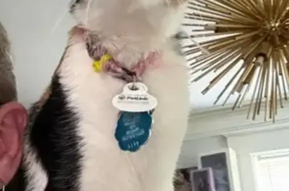 Lost cat, North Willett Street, 151, Memphis - female - photo