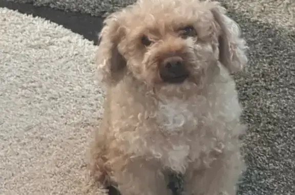 Lost dog, Wildlife Drive, Baton Rouge - small, curly light brown fur - photo