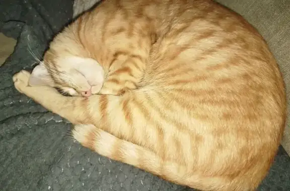 Animaux perdus et trouvés Brétigny-sur-Orge, photo: Chat perdu, Rue Danielle Casanova, 23, Brétigny-sur-Orge - mâle, très docile