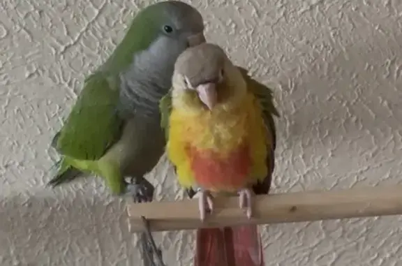Lost pets Watauga, photo: Lost bird, Linda Drive, 5704, Watauga - male, with a bracelet on his foot
