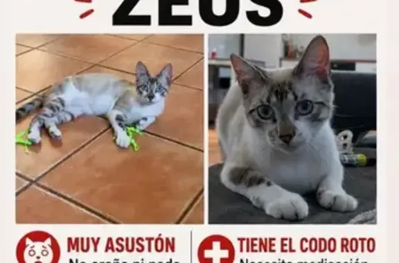 Gatos perdidos, La Linea de la Concepcion, foto: Perdido gato macho, Pasaje Estepona, Santa Margarita, La Linea de la Concepcion - muy asustón