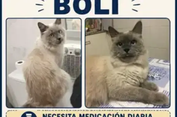 Perdido gato macho, Carrer de Dolores Ibárruri, 45 - 47, El Prat de Llobregat - photo