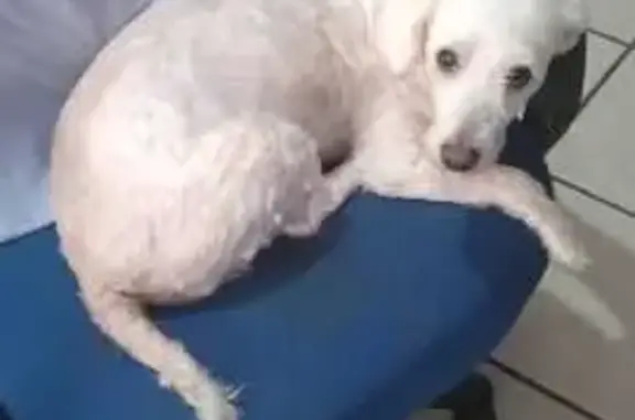 Perro perdido macho, Libertad, Tonalá, Guadalajara - blanco, en tratamiento por hongo - photo