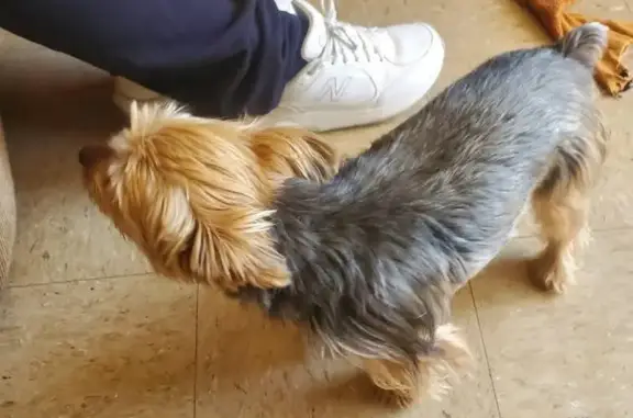 Lost dog, Edgewood Avenue, Saxon, Arlington - male, black and tan yorkie - photo