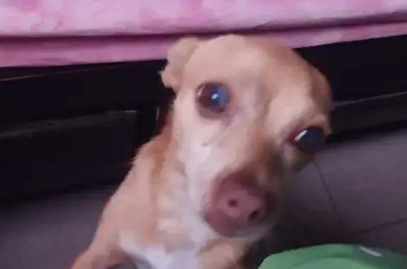 Anuncios de mascotas perdidas y encontradas, Ciudad General Escobedo, foto: Perro perdido macho, Rincón de las Flores, General Escobedo, Ciudad General Escobedo - chihuahua color miel