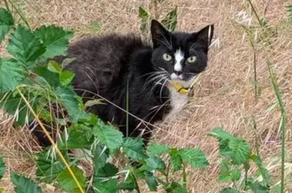 Animaux perdus et trouvés Mondeville, photo: Chat trouvé, Rue Emile Zola, 8, Mondeville - noir et blanc avec collier jaune