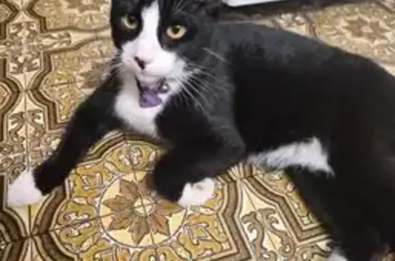 Lost cat male, Taminga Circuit, City of Moreton Bay, Brisbane - black and white, shy - photo