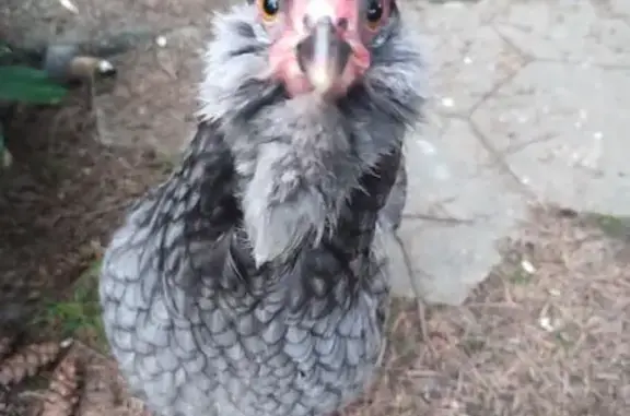 Lost pets Portland, photo: Lost bird, female, North Ivanhoe Street, 10005, Portland - cute grey chicken