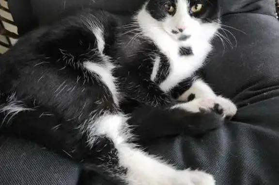 Missing cat Male, Gosnells (al496574) - photo