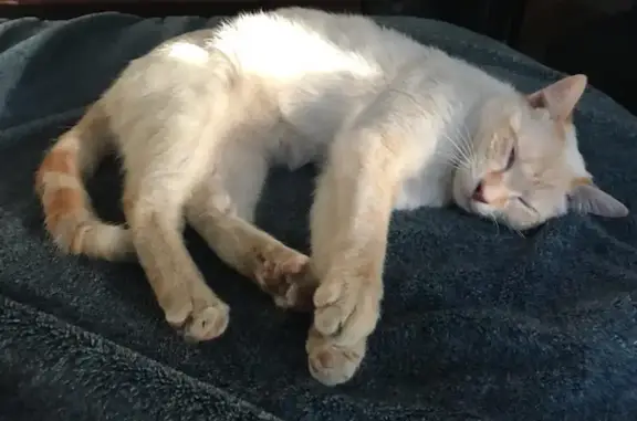Lost cat, Rogue River Highway, 5560, Grants Pass - male, flame point Siamese - photo