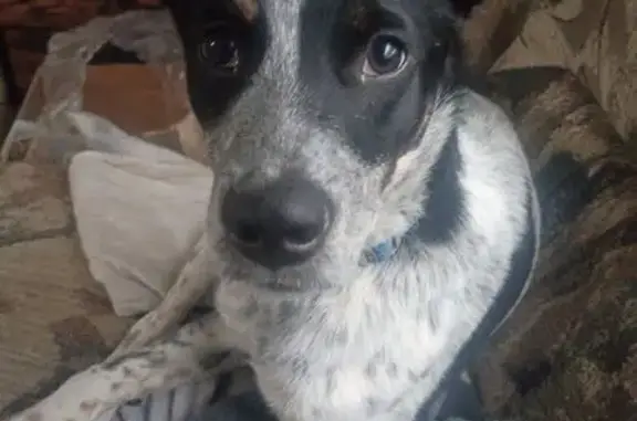 Missing dog Redmond, photo: Lost dog, Southwest Umatilla Avenue, 2552, Redmond - male, black and white