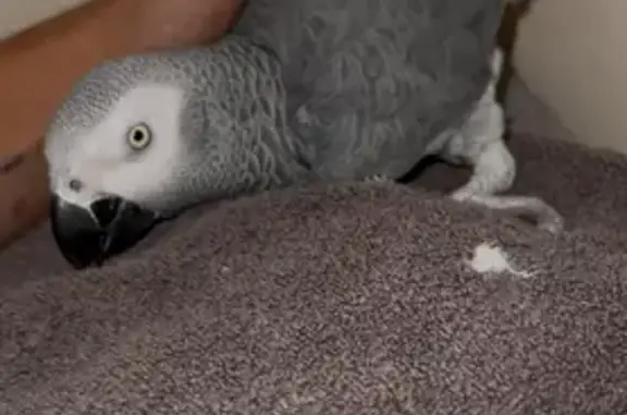 Lost pets Johannesburg, photo: Lost bird, Randburg, Gauteng, Johannesburg — male African Grey parrot with bright red tail