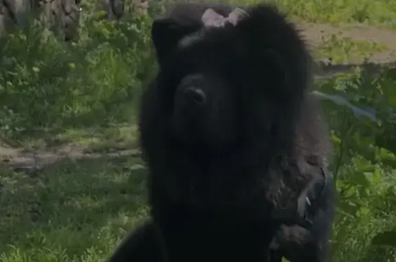 Perdido perro hembra, Carrer de Menéndez Pidal, 26, L'Hospitalet de Llobregat — lengua morada - photo