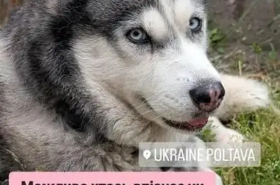 Знайдена собака, вулиця Зелений Острів, Полтава — спокійна дівчинка-хасючка - photo
