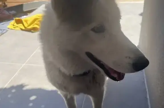 Chien trouvé, Qrt Bocca Del Or...