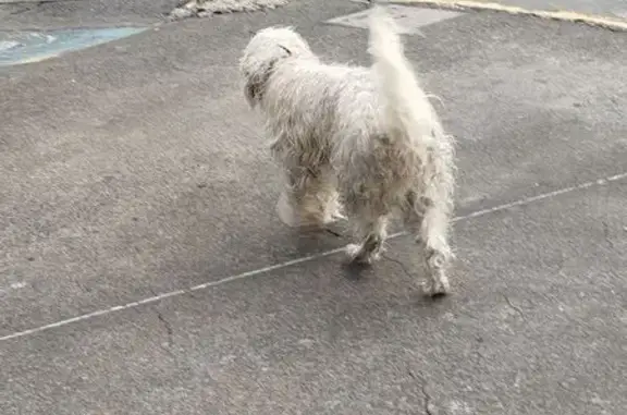 Encontrado perro macho, Avenid...
