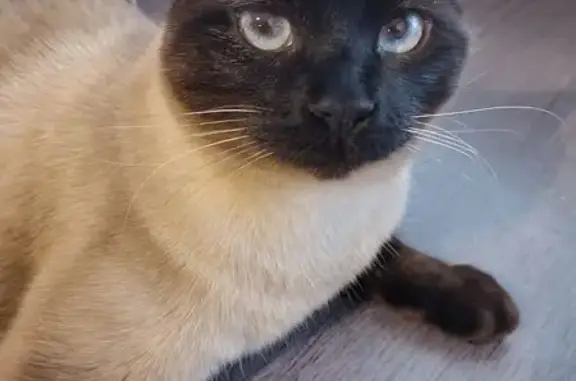 Chat perdu mâle, Rue Henri Moi...