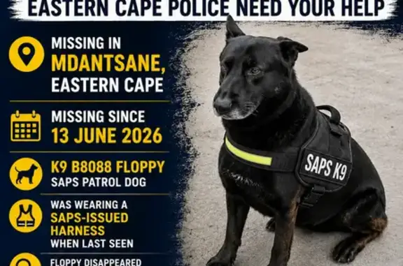 Missing dog Johannesburg, photo: Lost dog, Mdantsane, Eastern Cape, Johannesburg - male SAPS K9 Floppy, wearing a SAPS-issued harness