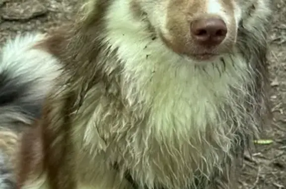 Animaux perdus et trouvés Paris, photo: Chien perdu mâle, Avenue de Gravelle, 51, Paris - collier marron, couleur brun et blanc