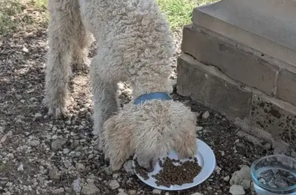 Found pets Dallas, photo: Found dog, Grady Niblo Parkway, 6714, Dallas - male, wearing a blue collar