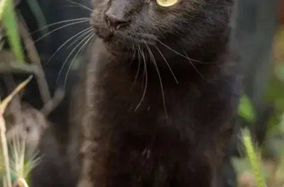 Animaux perdus et trouvés Beausoleil, photo: Chat trouvé mâle, D6007, 1027, Beausoleil - noir, curieux et actif