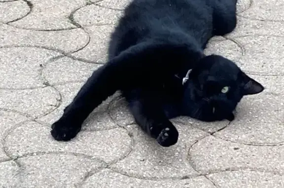 Chat perdu, mâle, Rue de la Tr...